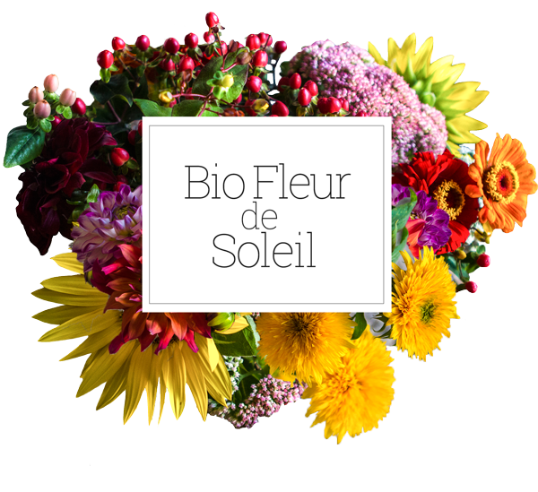 Bio Fleur De Soleil Biofleur De Soleil