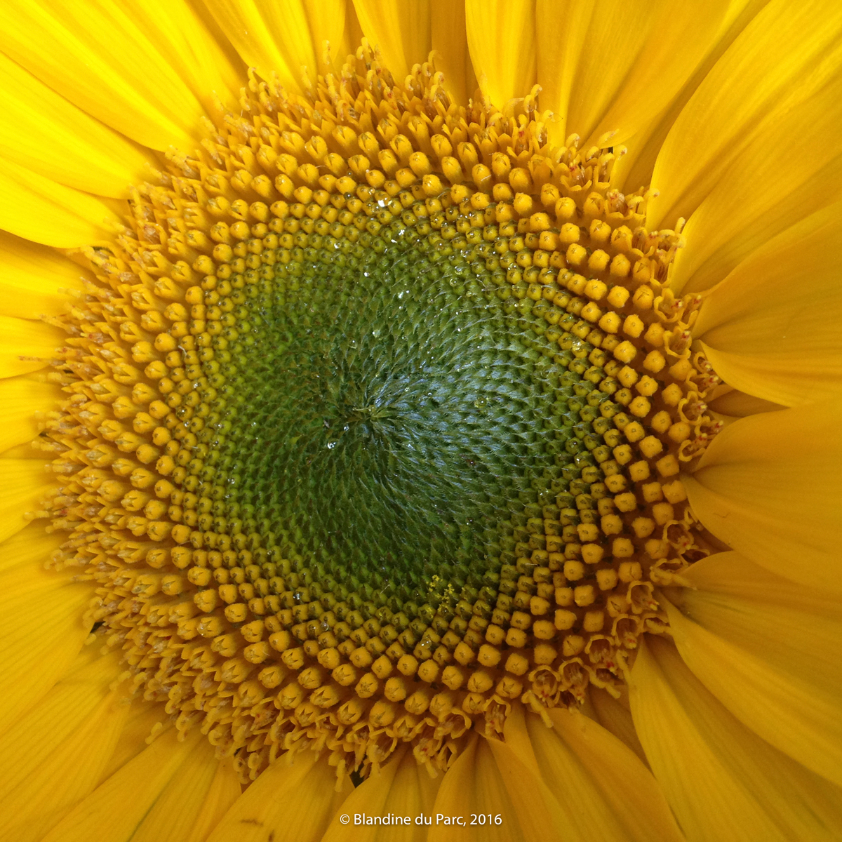 Tournesol – Bio Fleur de Soleil – Photo©Blandine du Parc